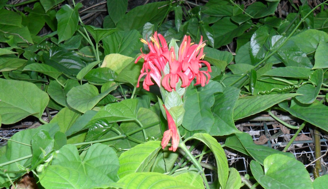 w028 Red flower and vines. Circular Road, San Fernando, Trinidad, TT w028_e02_red22_Red flower and vines_circular road_san fernando_trinidad_TT_20110704_tobagojo@gmail.com_SAM_0950C_1366w_768h